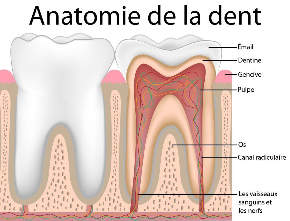 dentiste-chablais-article-traitements-de-racines-02
